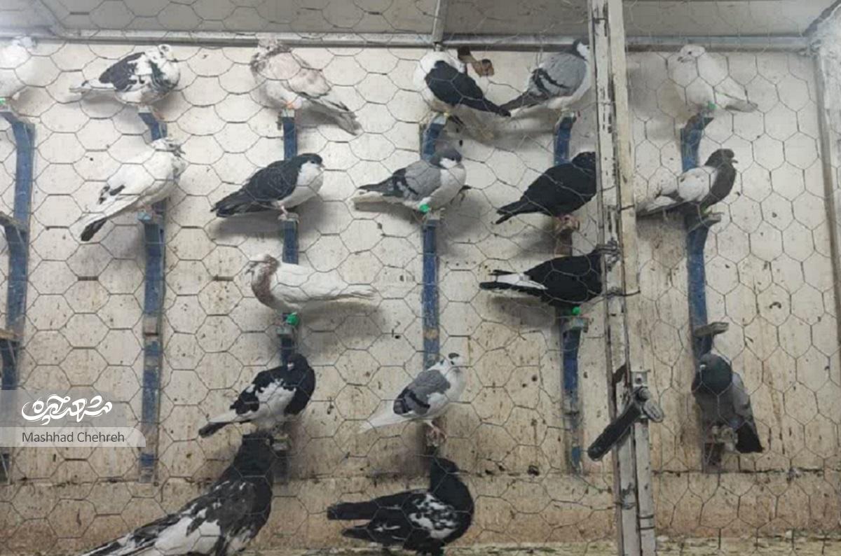 پرونده پرنده فروشیهای محله رده بسته شد پرونده پرنده فروشیهای محله رده بسته شد