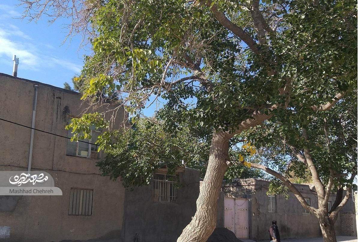 محله چهاربرج؛ ایستگاه اول گردشگری در مسیر آرامگاه فردوسی محله چهاربرج؛ ایستگاه اول گردشگری در مسیر آرامگاه فردوسی