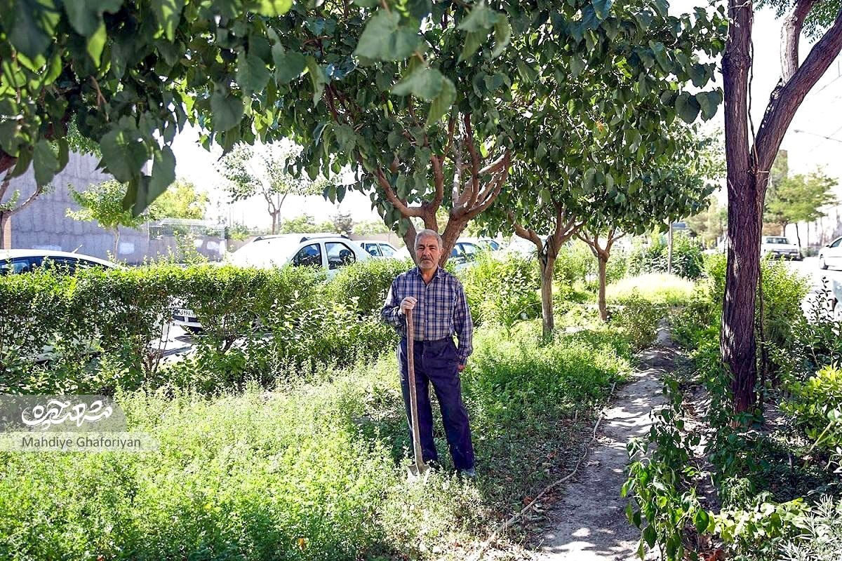 سرسبزی کوچه استادیوسفی ۱۲ هدیه آقا نعمتالله است سرسبزی کوچه استادیوسفی ۱۲ هدیه آقا نعمتالله است