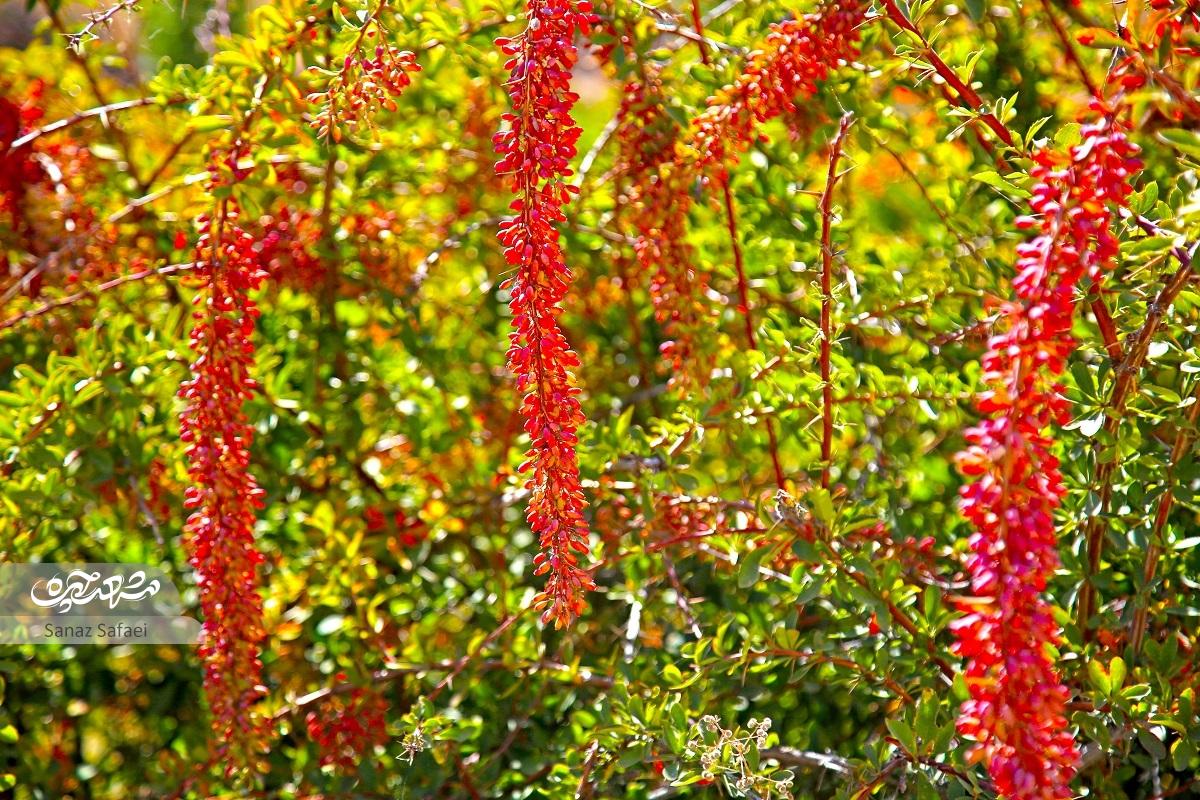 اصل گردشگری در «یَدَک»