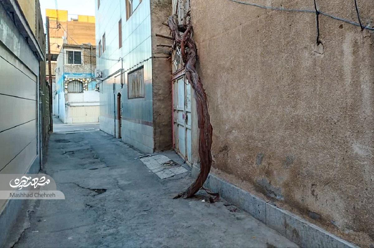 کوچه سادات مشهد از میان باغات قدیم بالاخیابان میگذشت کوچه سادات مشهد از میان باغات قدیم بالاخیابان میگذشت