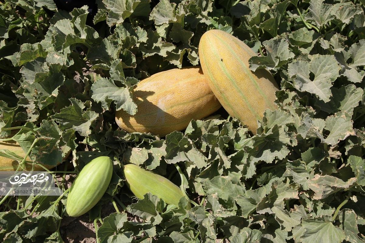 گردشگری روی پوست خربزه