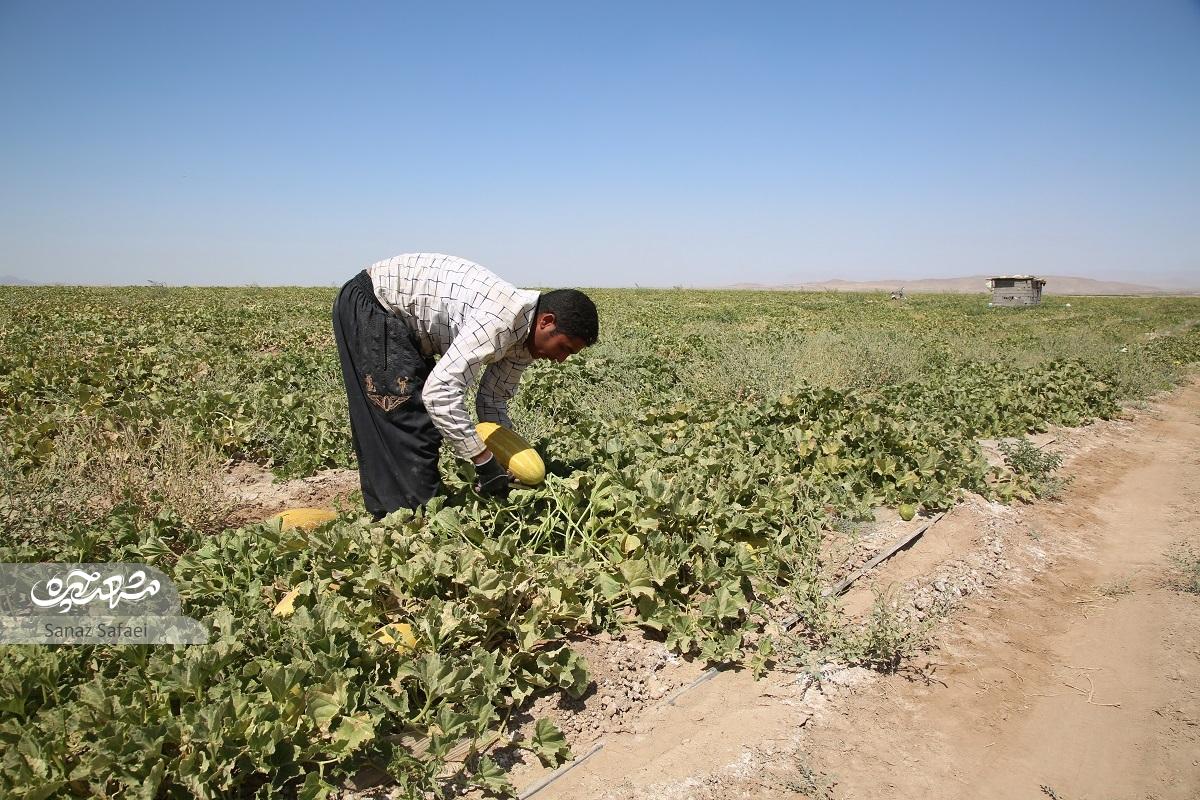 گردشگری روی پوست خربزه