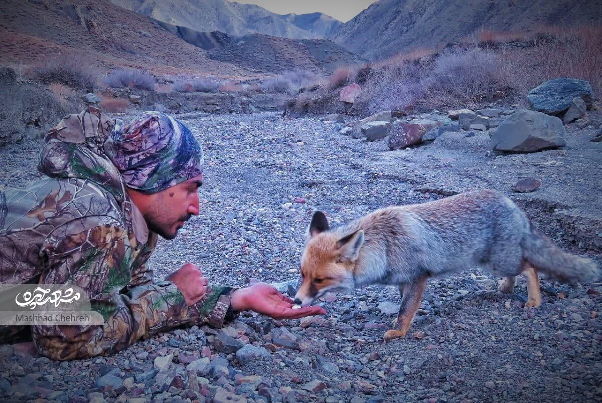 امین موسوی شکارچی‌ای که عکاس حرفه‌ای حیات‌وحش شد