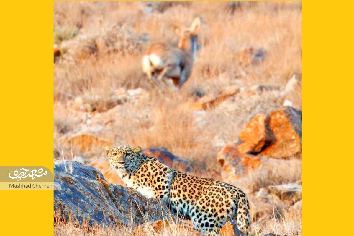 امین موسوی شکارچی‌ای که عکاس حرفه‌ای حیات‌وحش شد