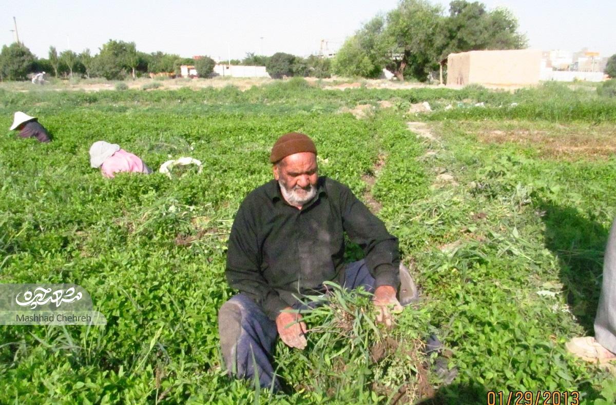 حاج‌رضای سبزی‌کار، واقف تنها مسجد محله تلگرد است