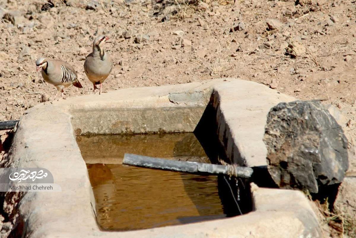 داوود ظریف عکاس و کوهنوردی است که بخشی از درآمدش را صرف محیط زیست می‌کندنذر طبیعت