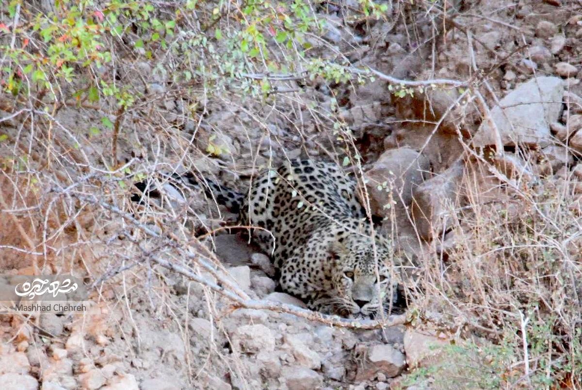 داوود ظریف عکاس و کوهنوردی است که بخشی از درآمدش را صرف محیط زیست می‌کندنذر طبیعت