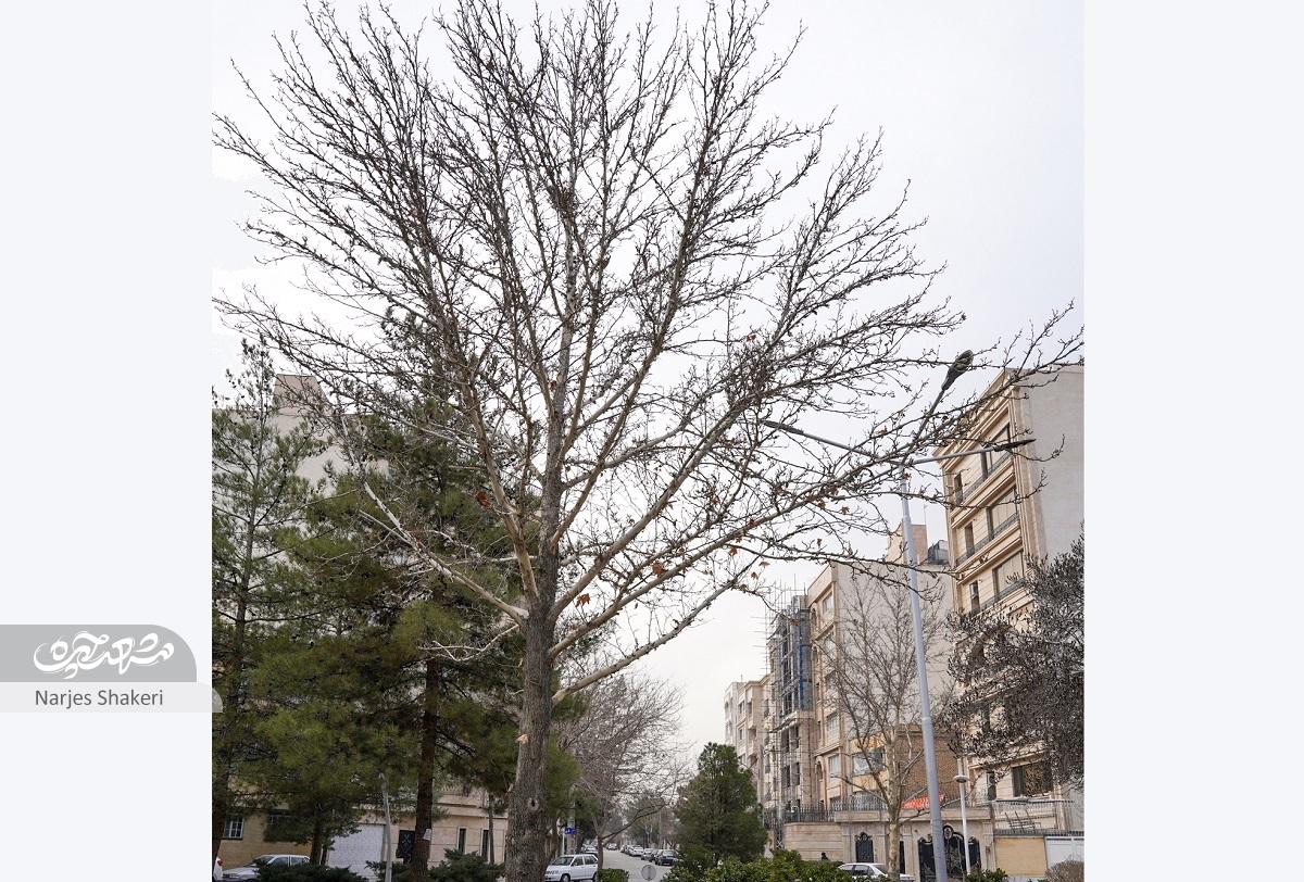 در حال و هوای فرهنگی کوچه شهید‌ابراهیم فخرایی ۳۳