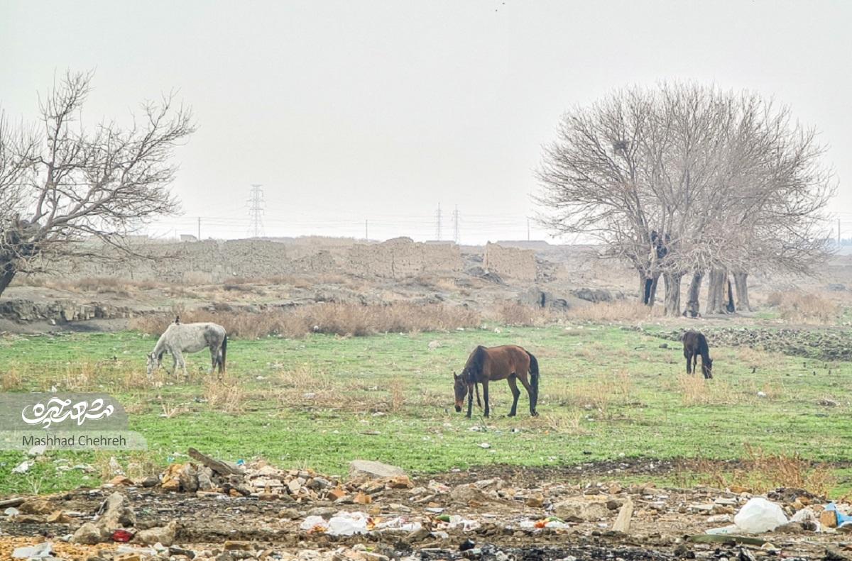 خیابان درکی در محله شهیدباهنر زنده به یاد شهدا