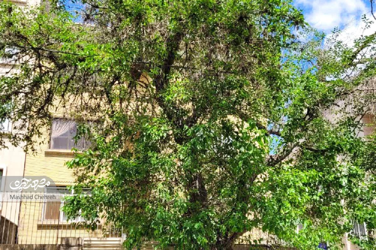 فرار از چراغ قرمز