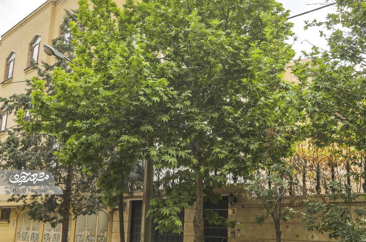 کوچه فرهنگینشینان کوچه فرهنگینشینان