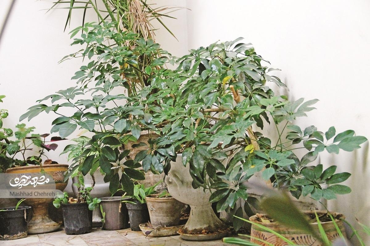 فاطمه‌سلطان غفوری به یاد خانه ویلایی پدر، آپارتمانش را با گل و گیاهان جان بخشیده است