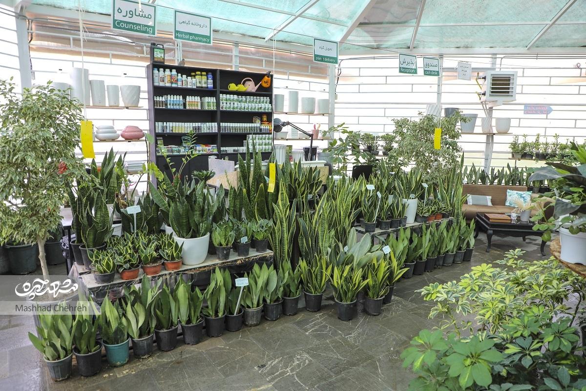 کلینیکی برای حال خوب گیاهان در حجاب