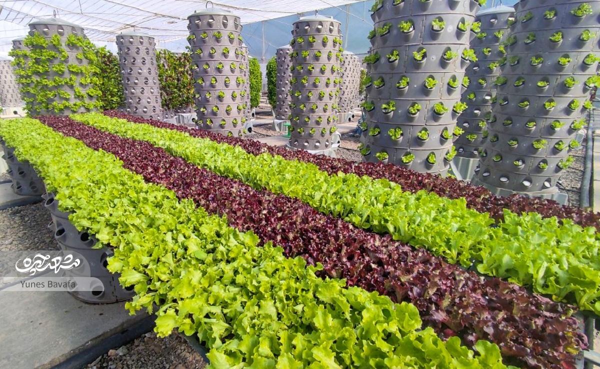 مسعود همایونی نخستین مزرعه هواکشت کشور را راهاندازی کرده است مسعود همایونی نخستین مزرعه هواکشت کشور را راهاندازی کرده است