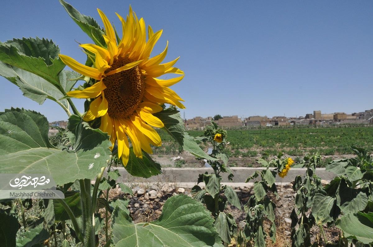 محله طرق؛ روستای هزارساله و محله پانزدهساله محله طرق؛ روستای هزارساله و محله پانزدهساله