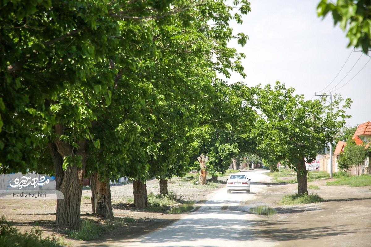 رفاقت دیرینه چهار برجیها با درختان توت رفاقت دیرینه چهار برجیها با درختان توت