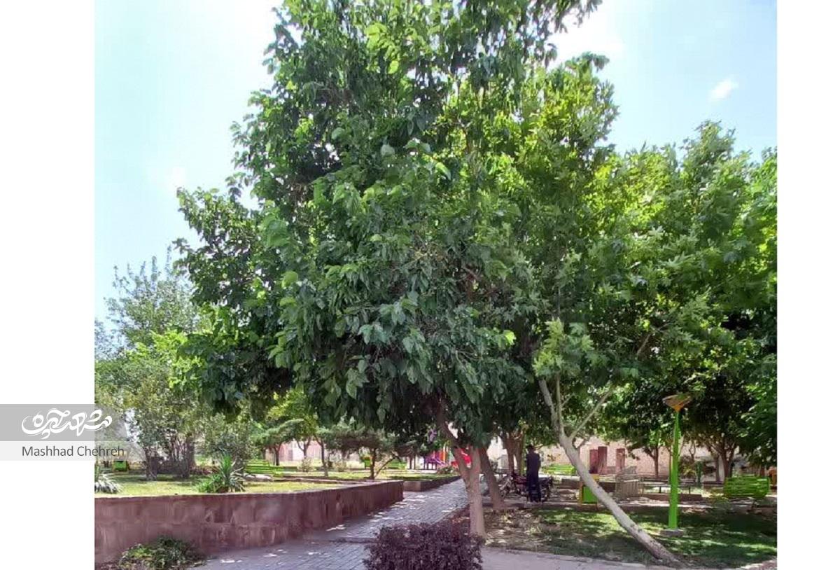 بشارت ۱۱؛ کوچهای با تغییر نام پیاپی بشارت ۱۱؛ کوچهای با تغییر نام پیاپی