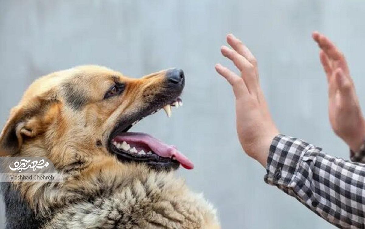 جولان سگهای ولگرد از معابر الهیه تا شاهنامه جولان سگهای ولگرد از معابر الهیه تا شاهنامه