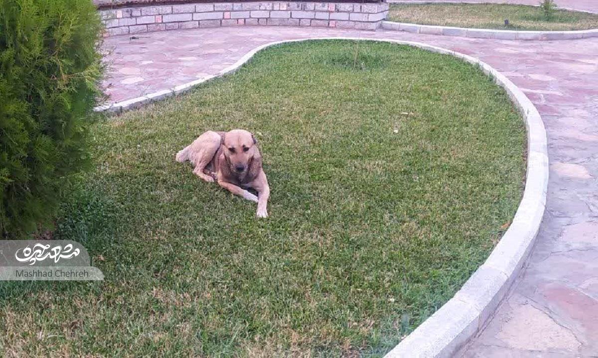 جولان سگهای ولگرد از معابر الهیه تا شاهنامه جولان سگهای ولگرد از معابر الهیه تا شاهنامه