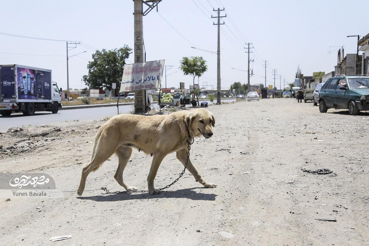 جولان سگهای ولگرد از معابر الهیه تا شاهنامه جولان سگهای ولگرد از معابر الهیه تا شاهنامه