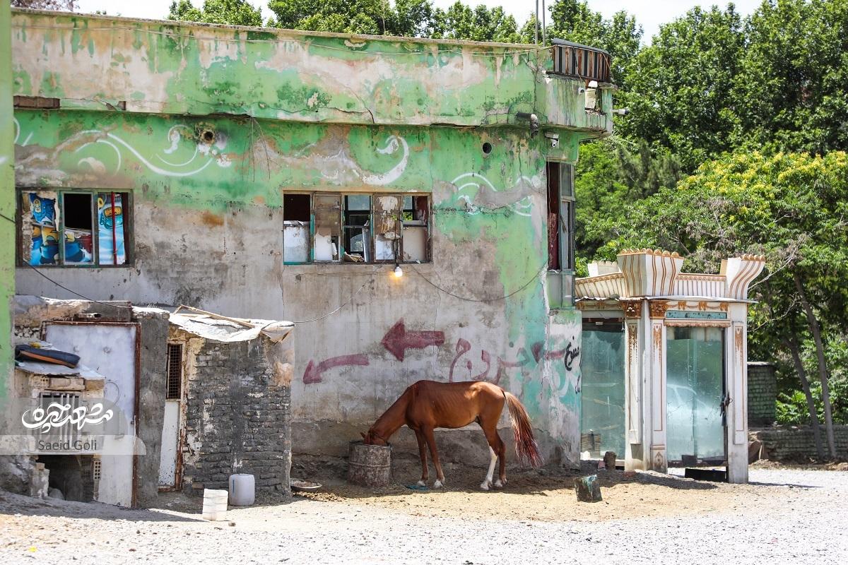 درباره وضعیت باغوحش مشهد که نمای بیرونیاش خوشایند نیست درباره وضعیت باغوحش مشهد که نمای بیرونیاش خوشایند نیست