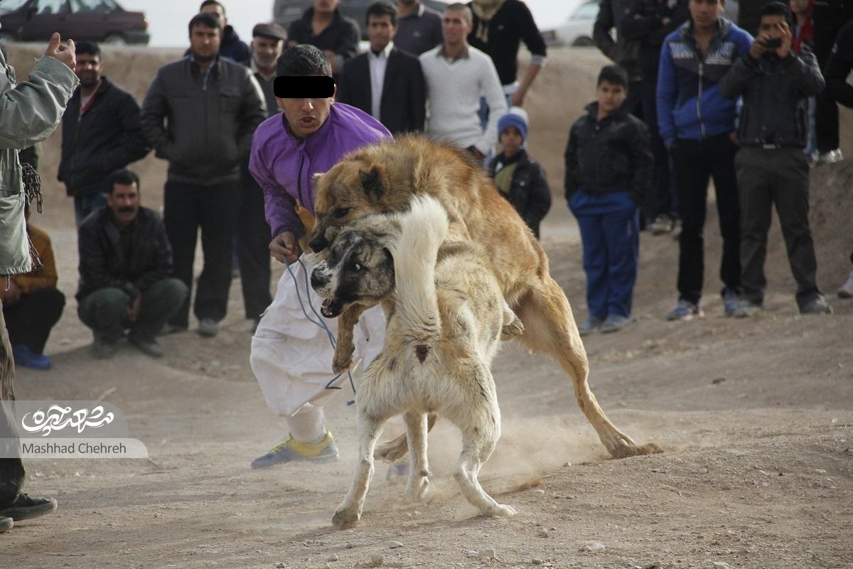 سگ دعوا و رواج یک تفریح خشن حوالی آرامگاه فردوسی!