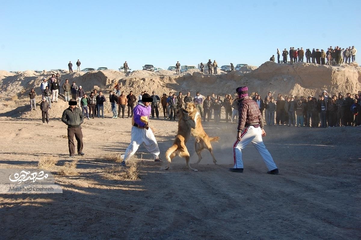 سگ دعوا و رواج یک تفریح خشن حوالی آرامگاه فردوسی!