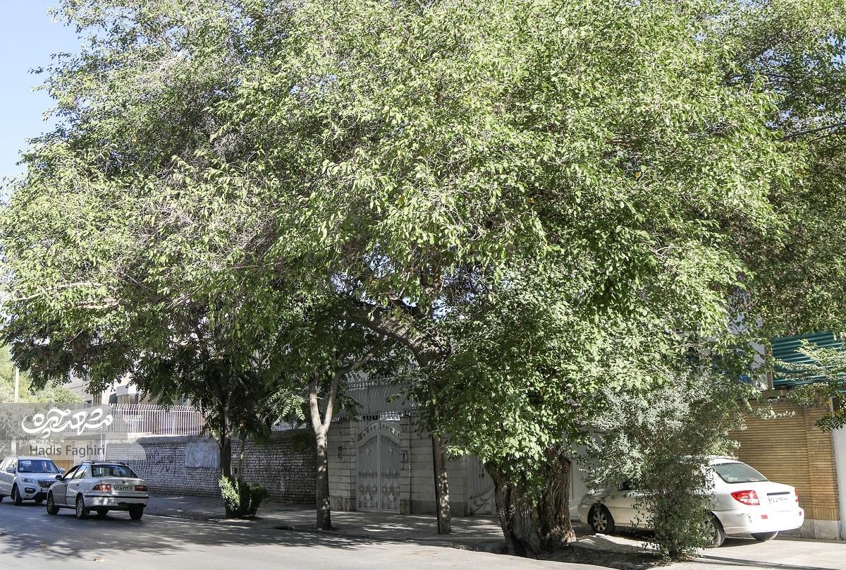 خیابان سرسبز تعلیم آزادی‌۲۶