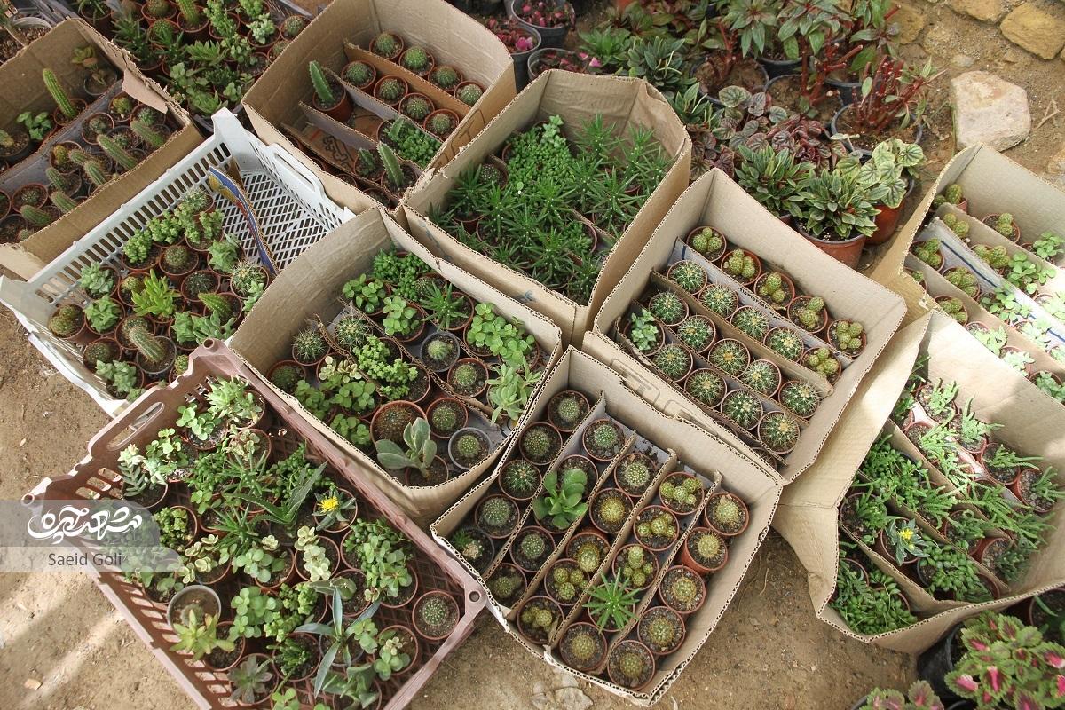 ایوان خانه طاهری صفری، اولین گلخانهاش بوده است ایوان خانه طاهری صفری، اولین گلخانهاش بوده است