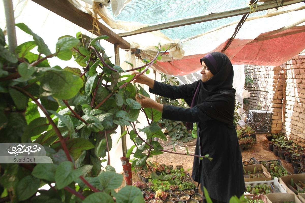 ایوان خانه طاهری صفری، اولین گلخانهاش بوده است ایوان خانه طاهری صفری، اولین گلخانهاش بوده است