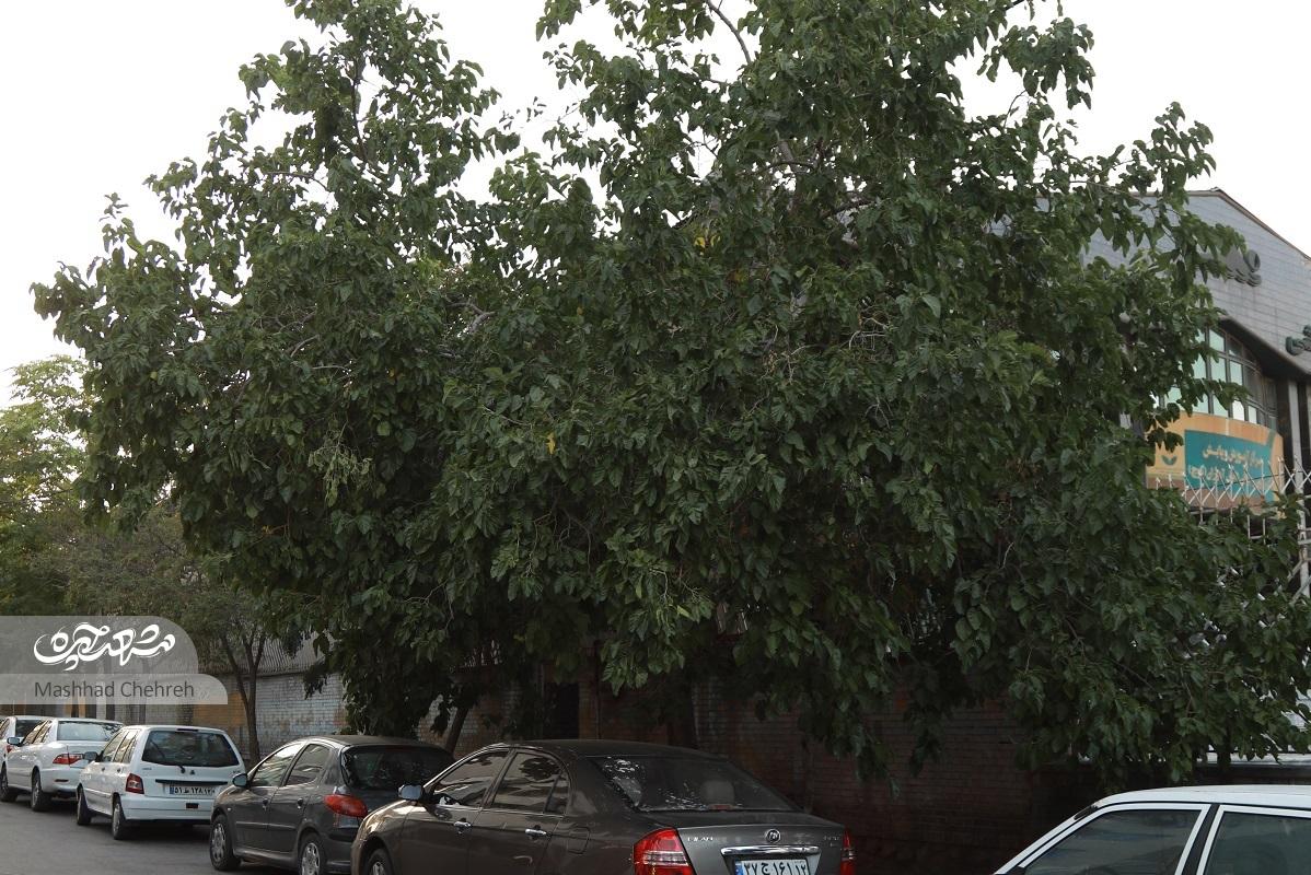 کوچه‌ای از محله دانشجو