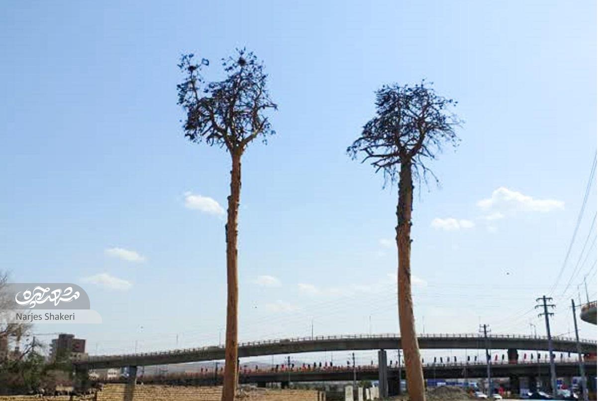 قوتِ همسایه‌داری در شهرک جوان جاهدشهر