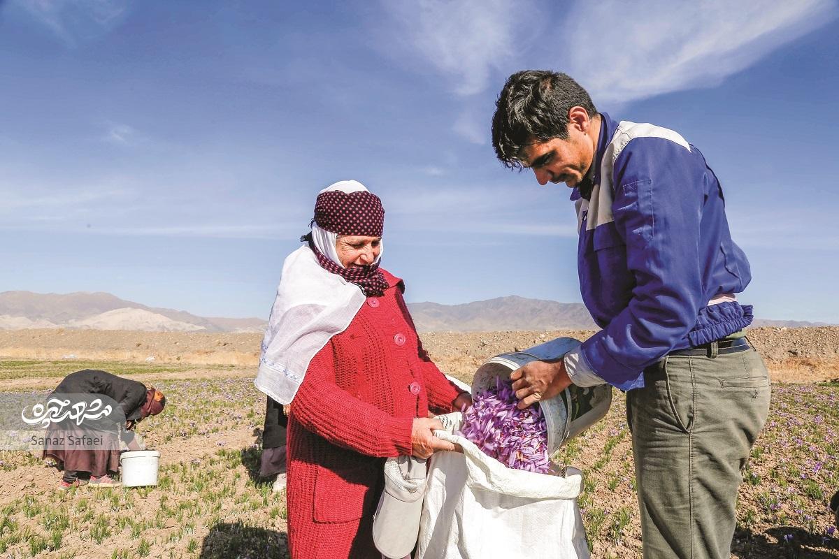 روزهای «زَرپران» زعفرانی کمی آنطرفتر از مشهد روزهای «زَرپران» زعفرانی کمی آنطرفتر از مشهد