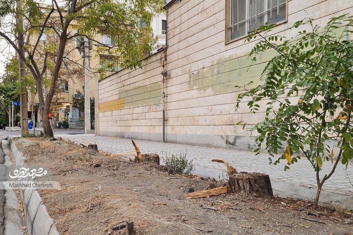 گفتوگو با یکی از نخستین ساکنان بولوار جلال آلاحمد که از ازدحام شهر به بیابان پناه بردگذر از «اسفند» تا «جلال» گفتوگو با یکی از نخستین ساکنان بولوار جلال آلاحمد که از ازدحام شهر به بیابان پناه بردگذر از «اسفند» تا «جلال»