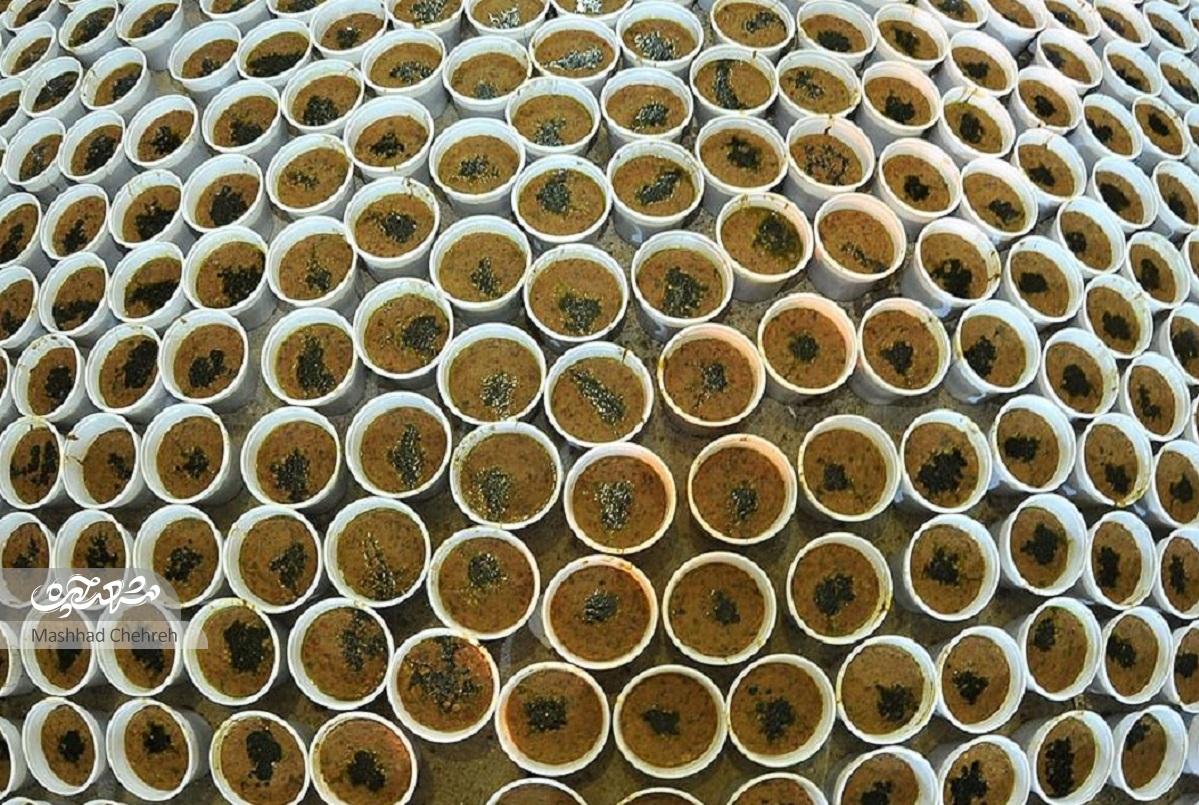 دورهمی 15 ساله بانوان محله« بهشتی»برای پخت کاچی دورهمی 15 ساله بانوان محله« بهشتی»برای پخت کاچی