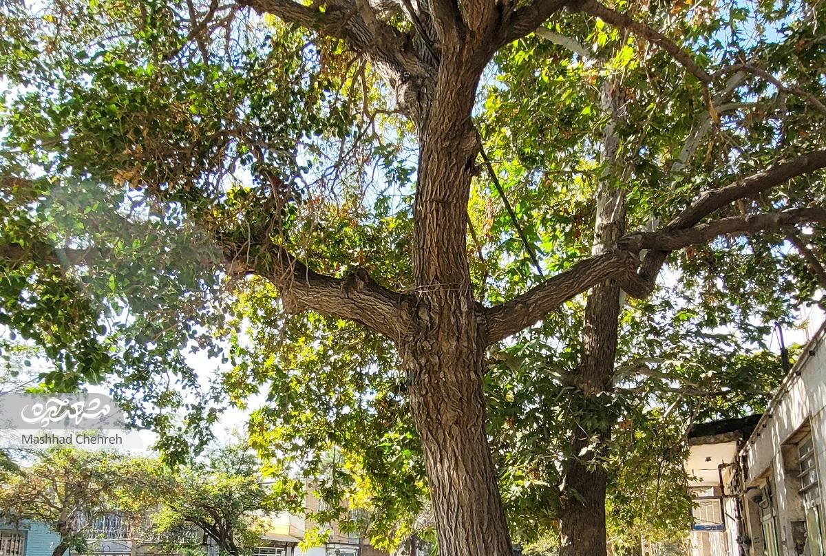 خاطرات شیرین غلامحسین سلامی از روزگار ساندویچ خانگی و آلاسکا خاطرات شیرین غلامحسین سلامی از روزگار ساندویچ خانگی و آلاسکا