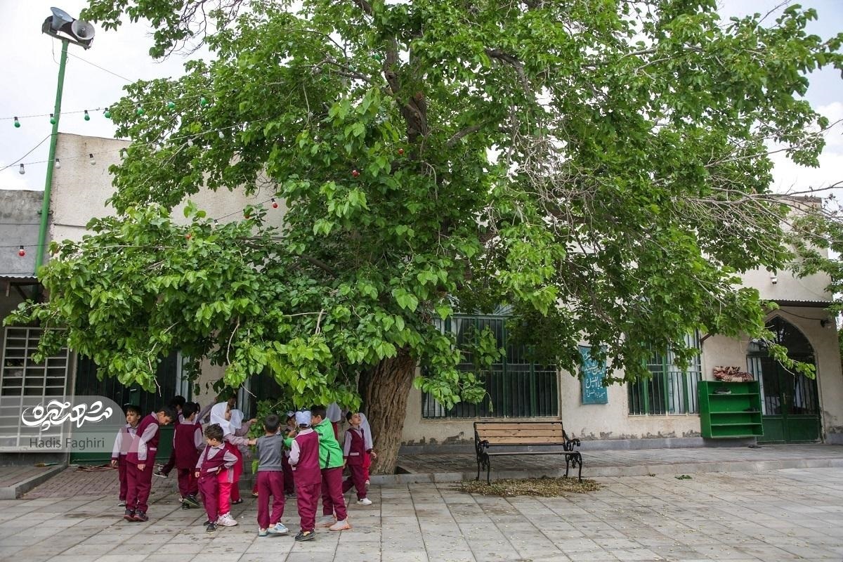 کوچه سرسبز خاطرهساز کوچه سرسبز خاطرهساز