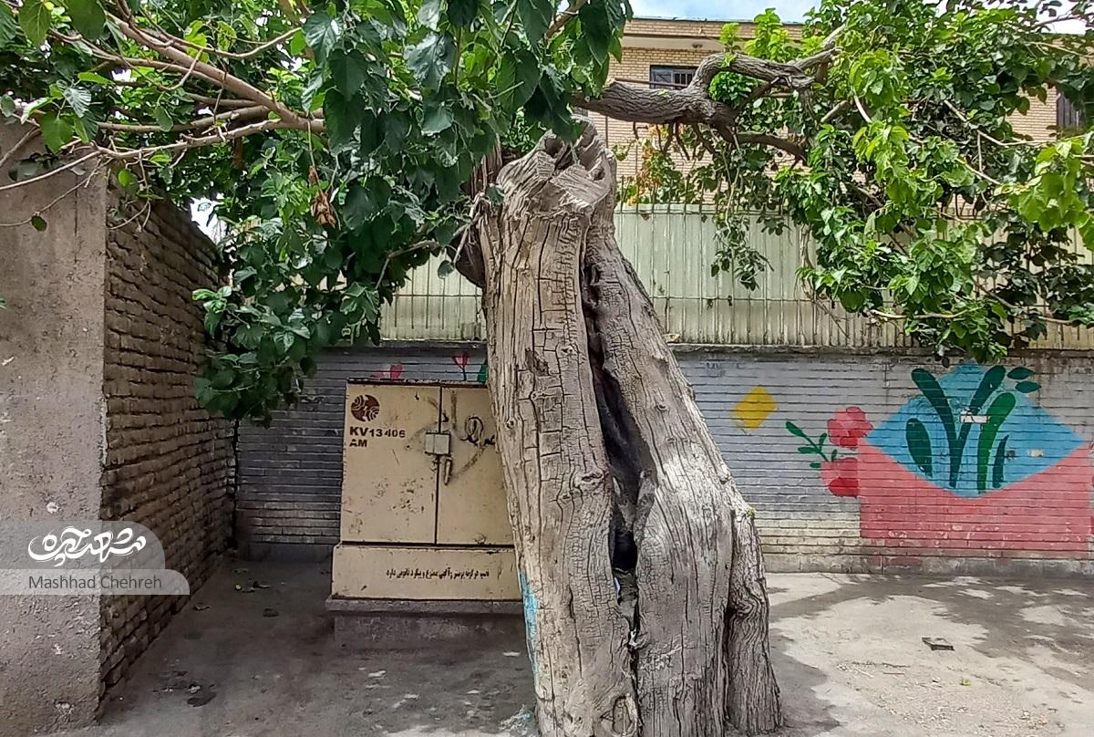 کوچه شهیدعلی شکری آراسته به مسجد ۱۰۰ ساله کوچه شهیدعلی شکری آراسته به مسجد ۱۰۰ ساله