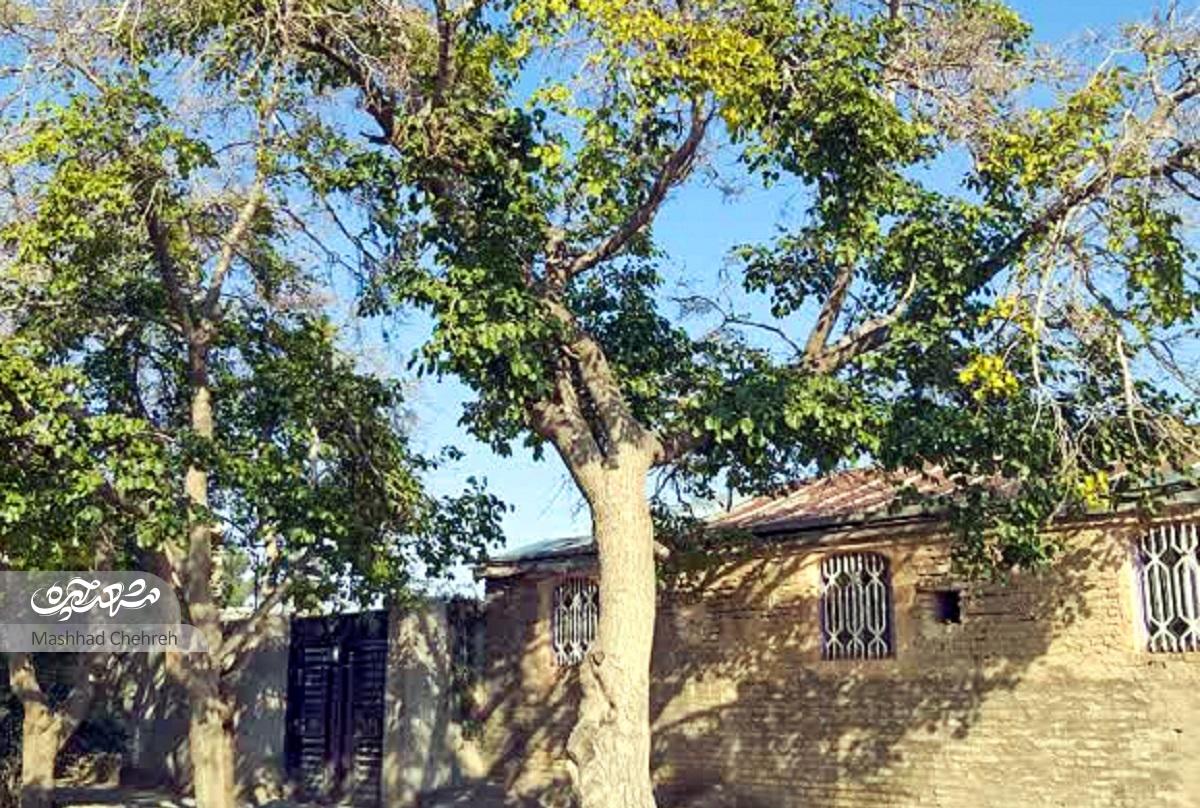 8دهه از زندگی حاج عباس ربانی در روستای آبا و اجدادیاش میگذرد 8دهه از زندگی حاج عباس ربانی در روستای آبا و اجدادیاش میگذرد