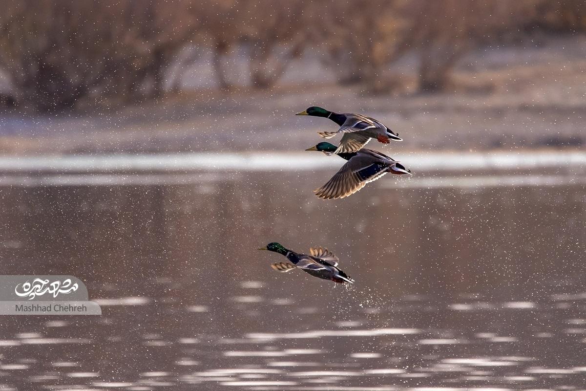 روایت یک روز پرنده نگری در فصل مهاجرت پرندگان به تالاب‌ها