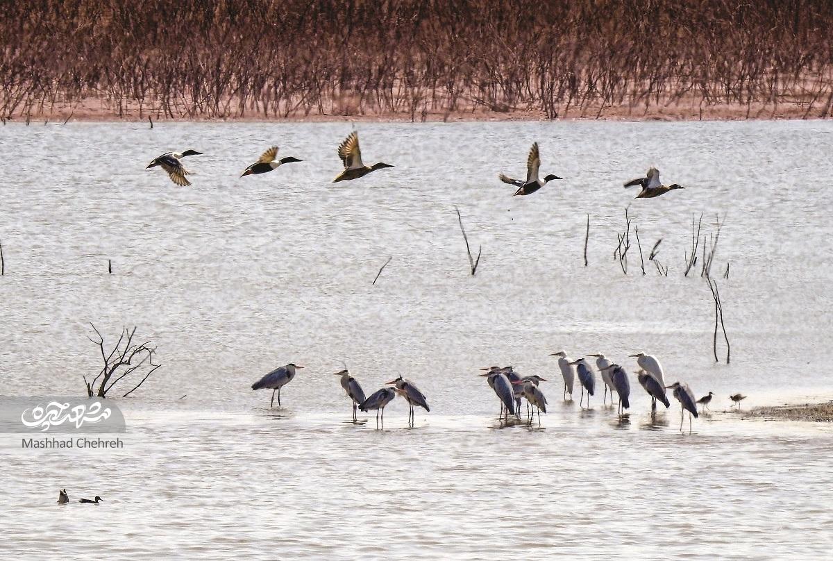 روایت یک روز پرنده نگری در فصل مهاجرت پرندگان به تالاب‌ها