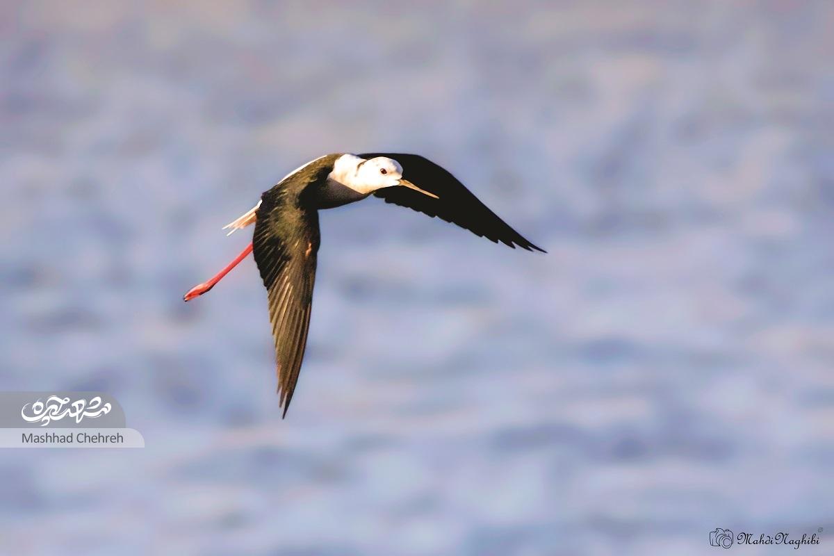 روایت یک روز پرنده نگری در فصل مهاجرت پرندگان به تالاب‌ها