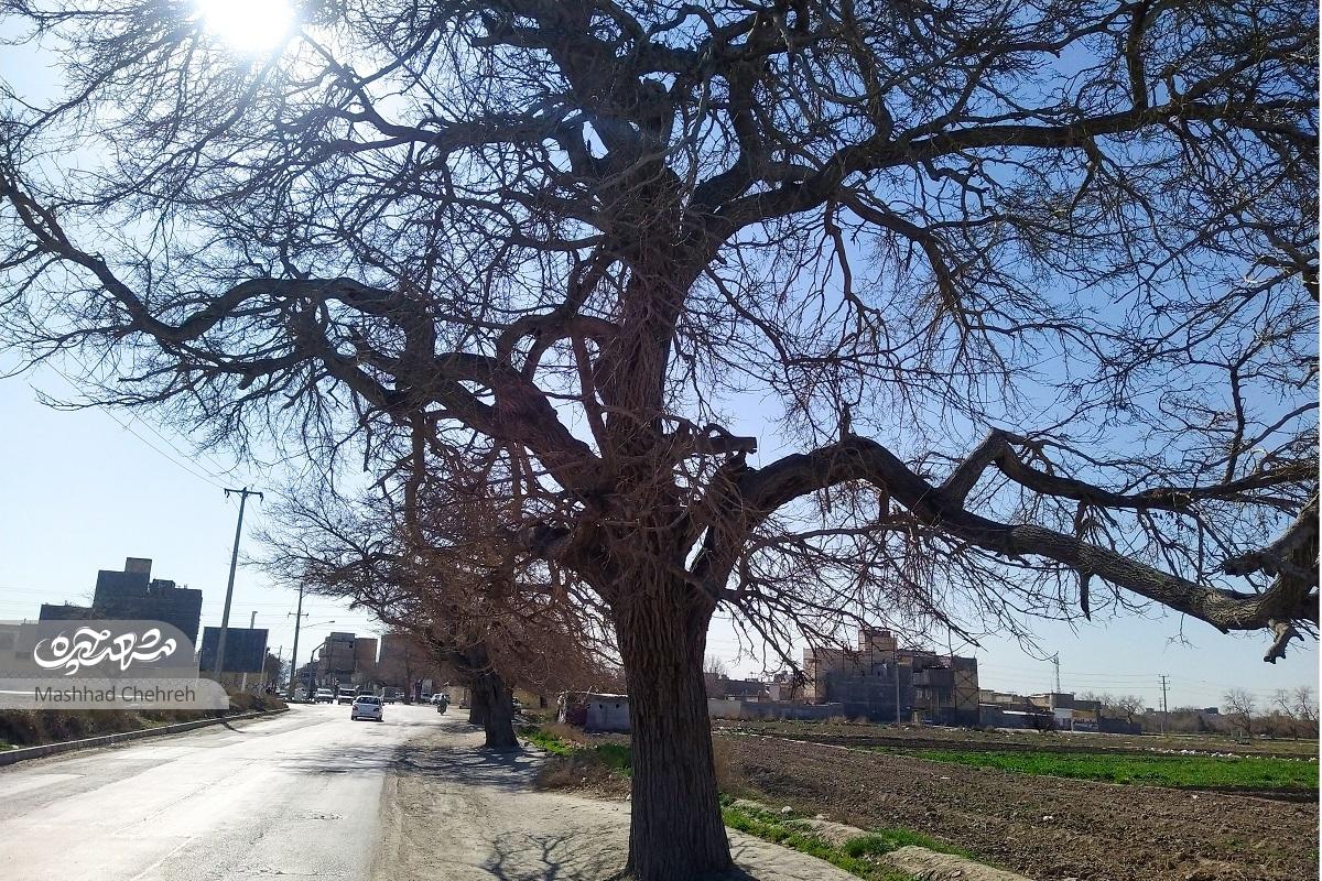نوجوانی مصطفی هروی لابهلای ساختمانهای محله نیزه جا مانده است نوجوانی مصطفی هروی لابهلای ساختمانهای محله نیزه جا مانده است