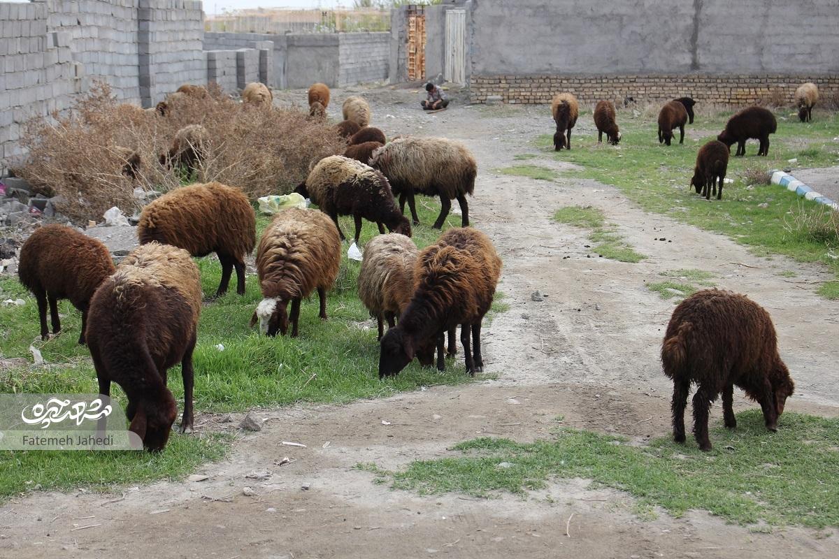 کلاتهبرفی؛ محلهای در توس که قدیم محل دژ نظامی بود کلاتهبرفی؛ محلهای در توس که قدیم محل دژ نظامی بود