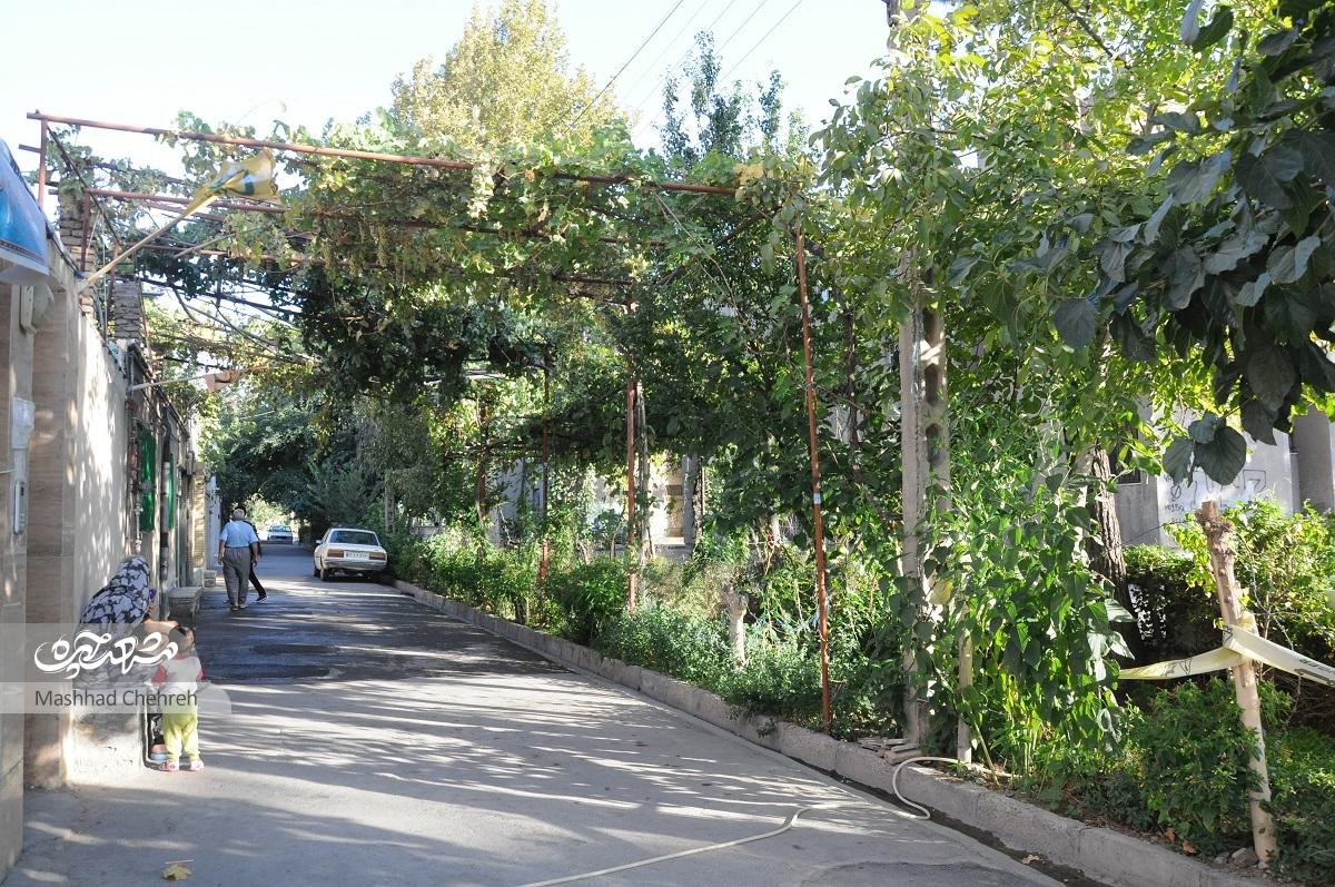 کوچه باغ صمیمیت در کوی پلیس