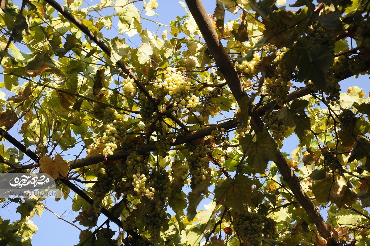 کوچه باغ صمیمیت در کوی پلیس