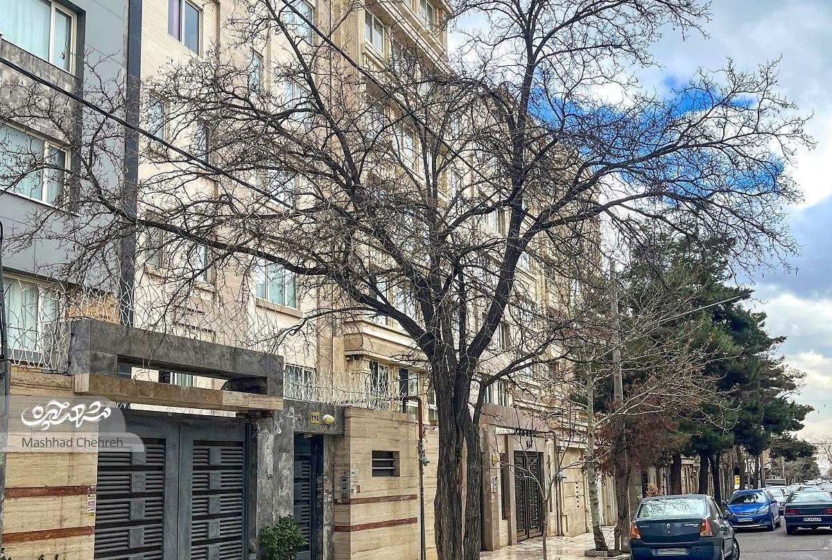 گلخانه‌دارها رفتند، درخت‌هایشان ماند