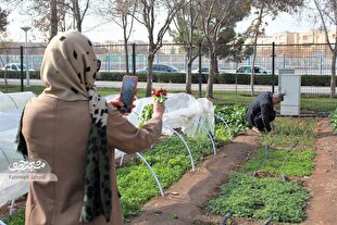 کشاورزی اهالی شهر در مزرعه بولوار اندیشه مشهد