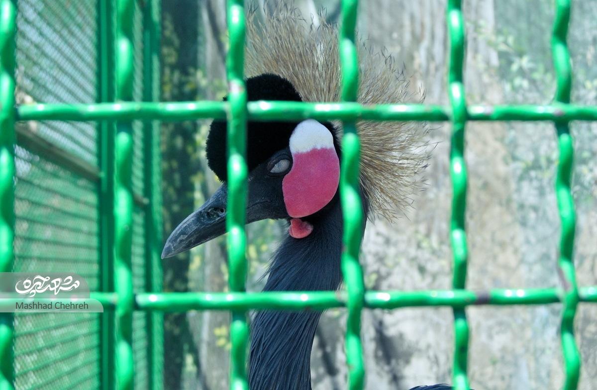 نخستین باغ‌وحش مشهد با یک کلاغ آغاز شد! 